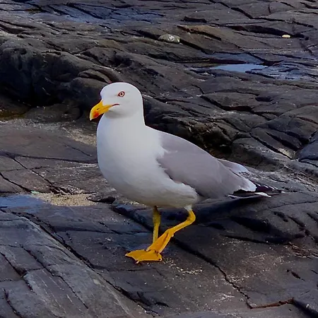 Villetta Esclusiva Sulla Spiaggia Della Pelosa بيت للعطل