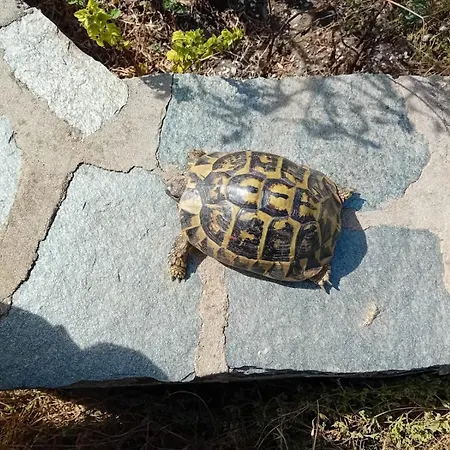 Villetta Esclusiva Sulla Spiaggia Della Pelosa ستينتينو