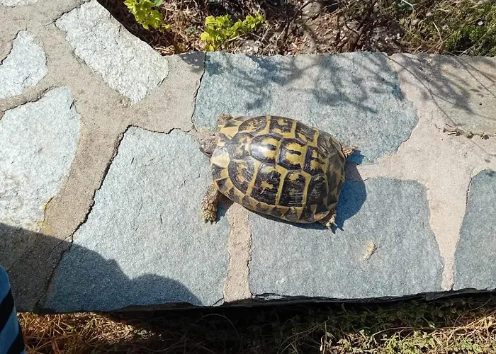 Esclusiva Sulla Della Pelosa Стинтино